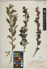 Foto von Salix myrsinifolia Salisb.